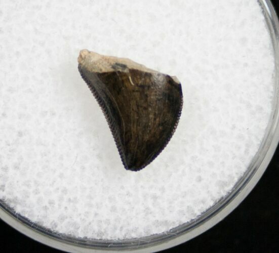 Tyrannosaurid Tooth Tip - Montana #9990